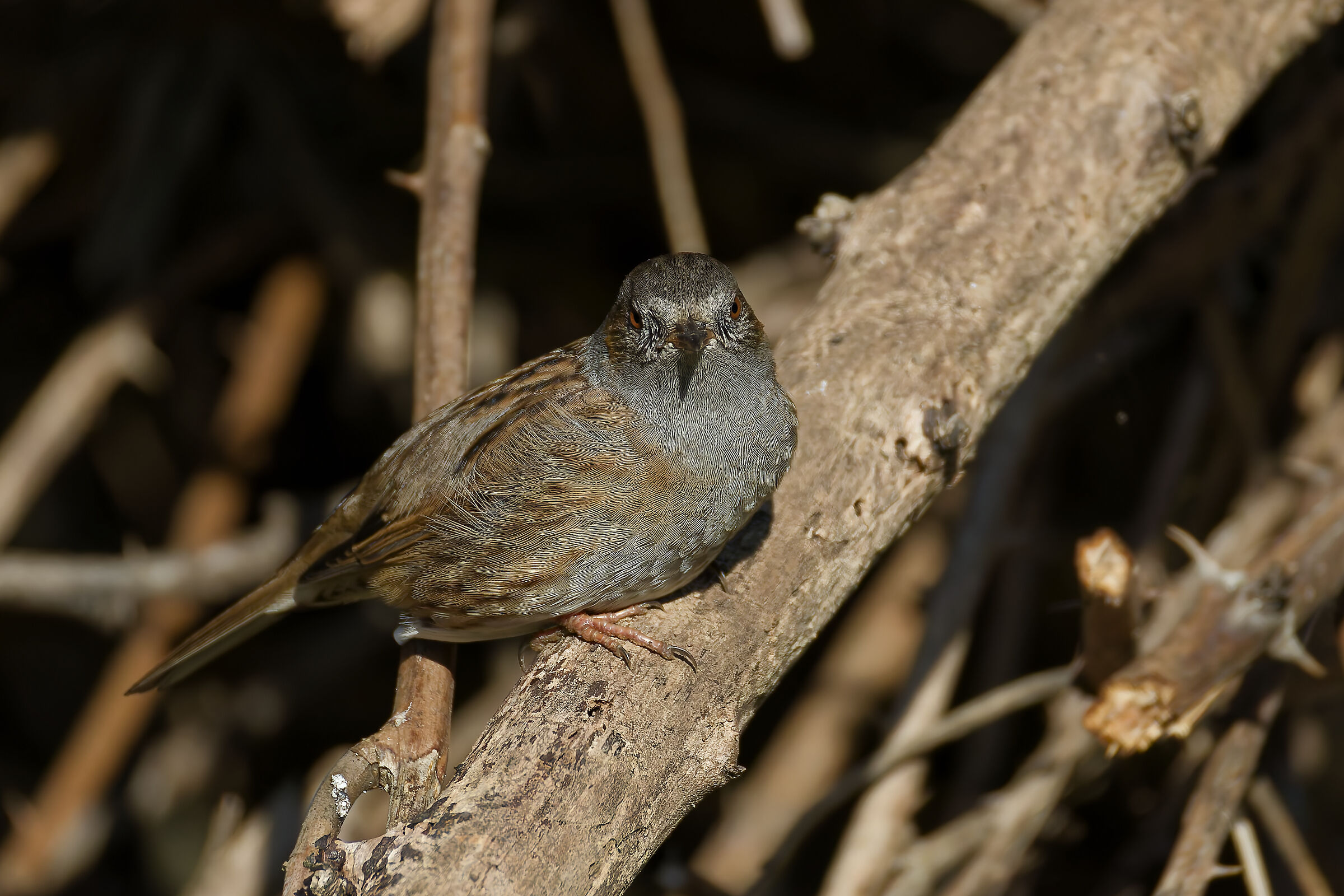Dunnock