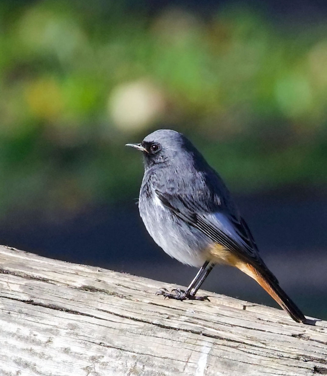 Redstart