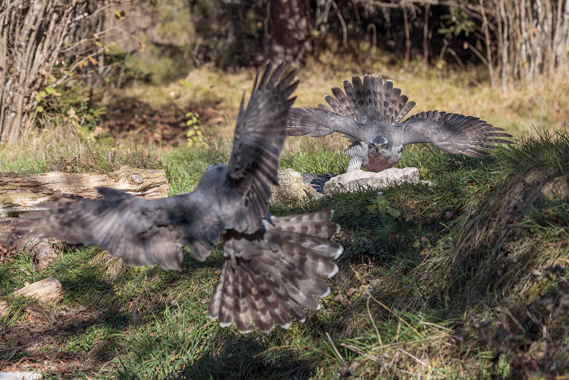 Litigious goshawks