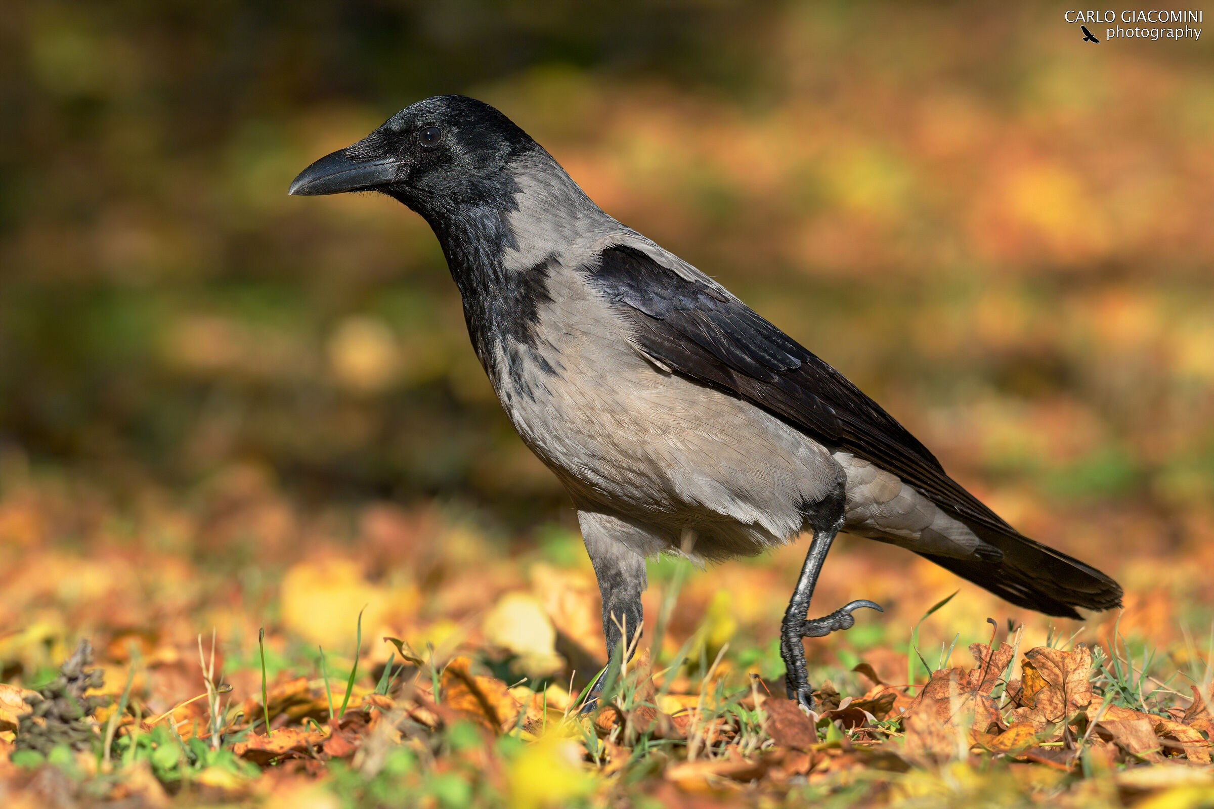 Cornacchia autunnale