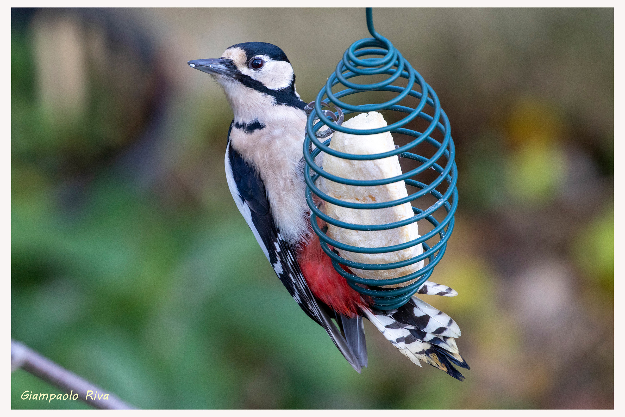 Picchio rosso femmina e mangiatoia