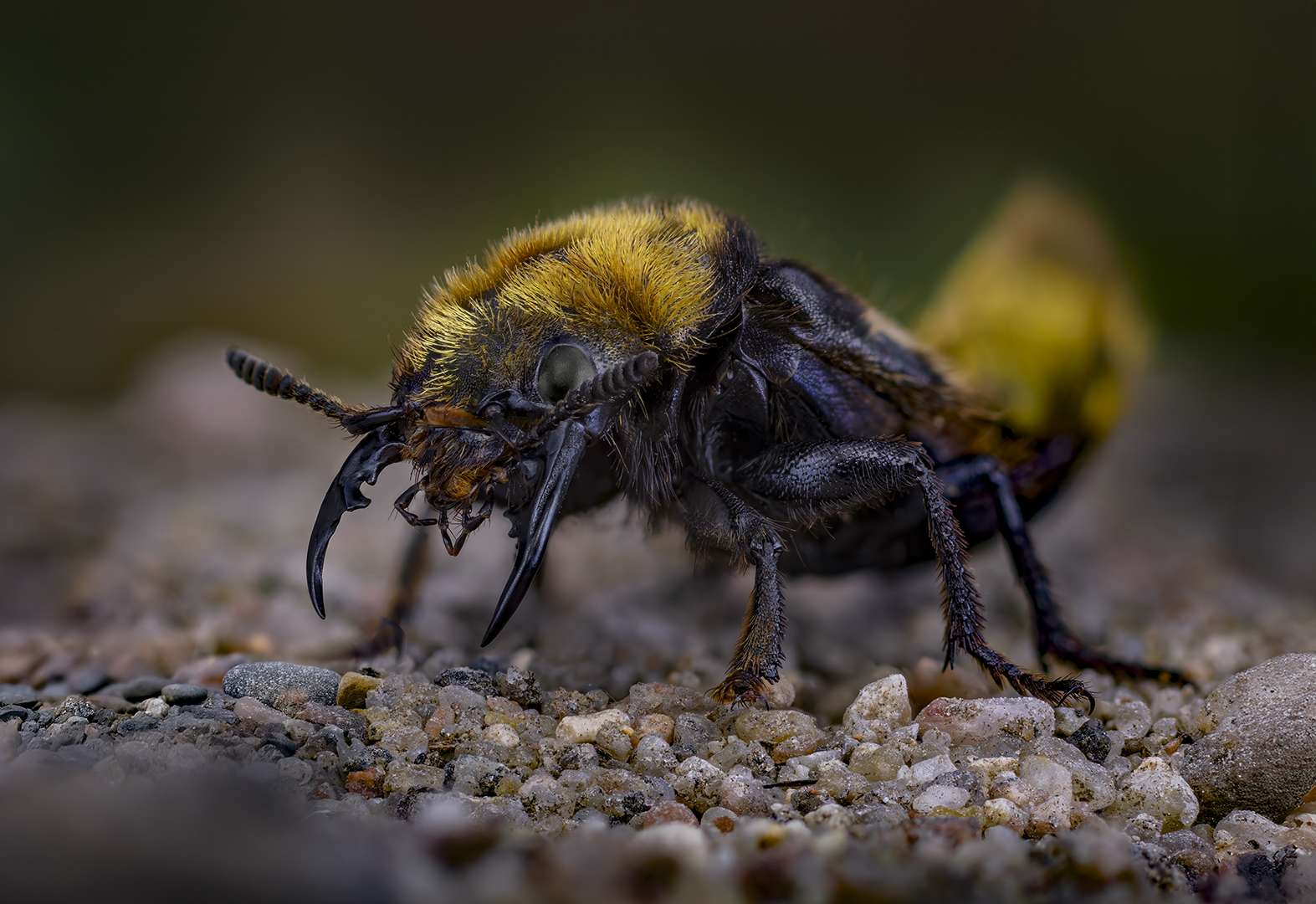 Coleoptera, Staphylinidae, Emus hirtus