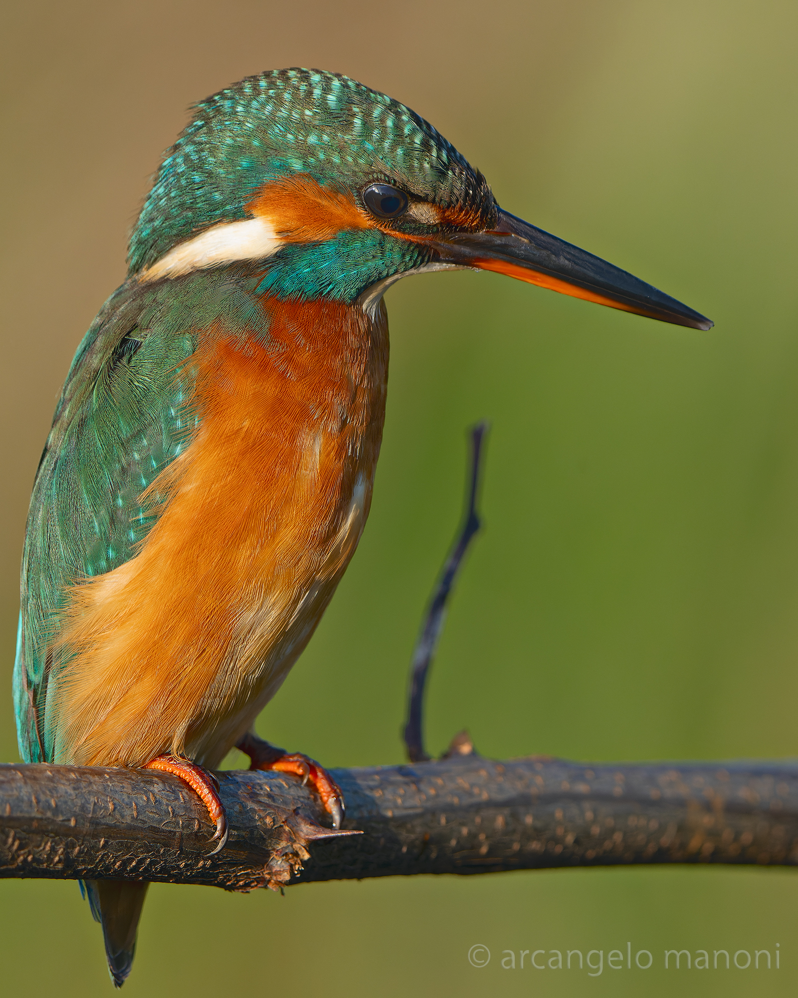 L'espressiva martina