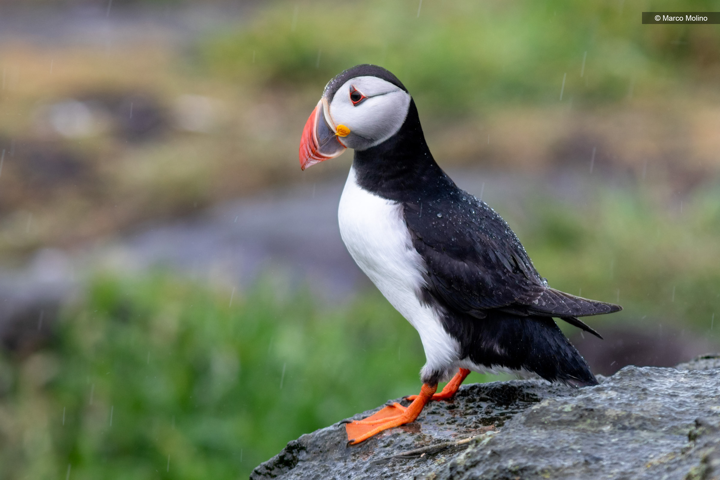 Fratercula arctica - Pulcinella di mare