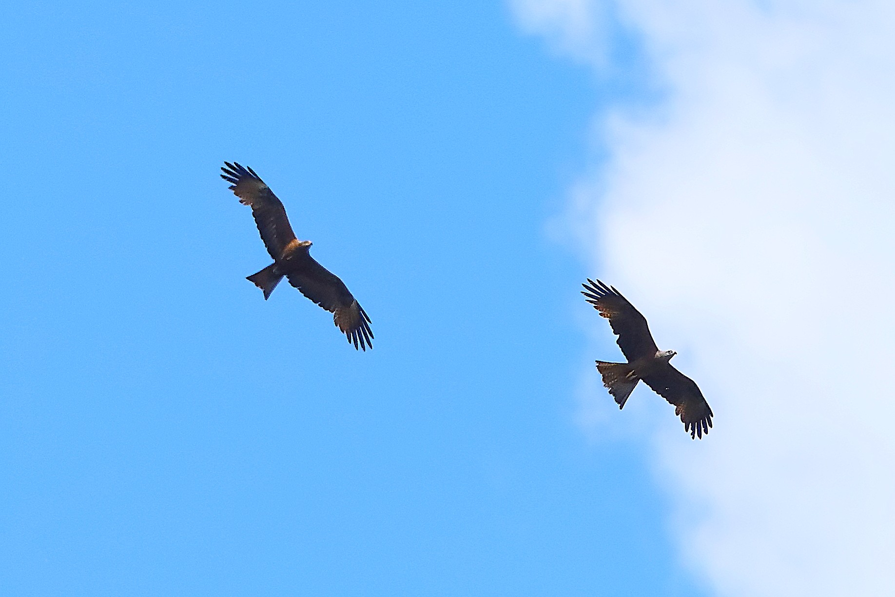 Nibbio bruno 28 maggio 2024 - 0163