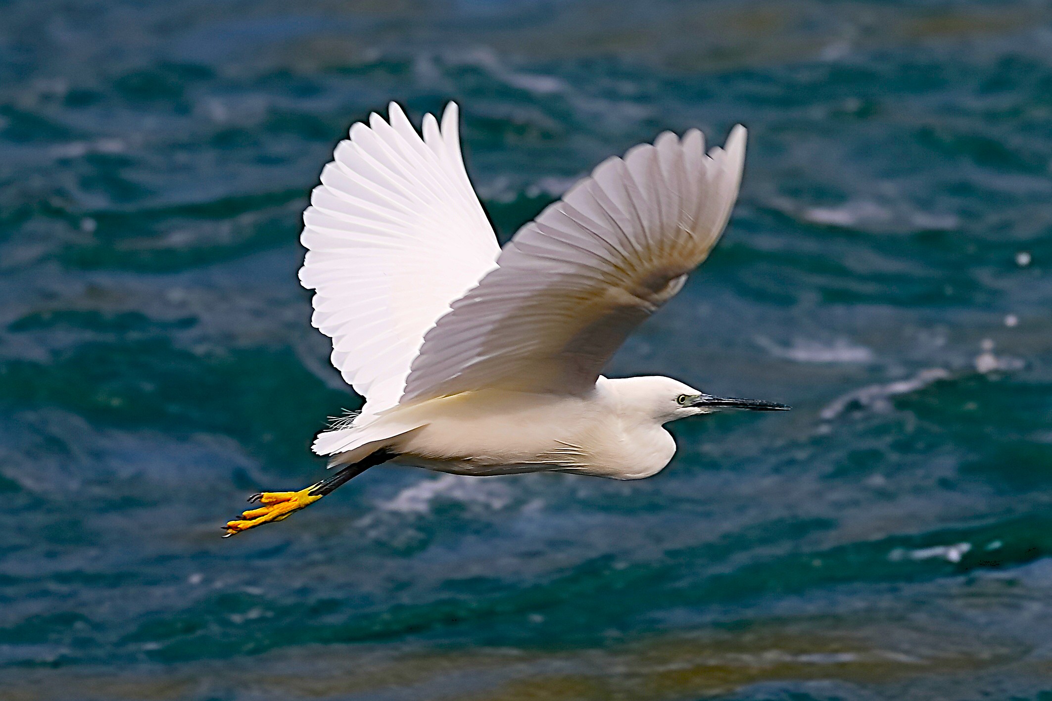 Garzetta ottobre 2024 - 0205