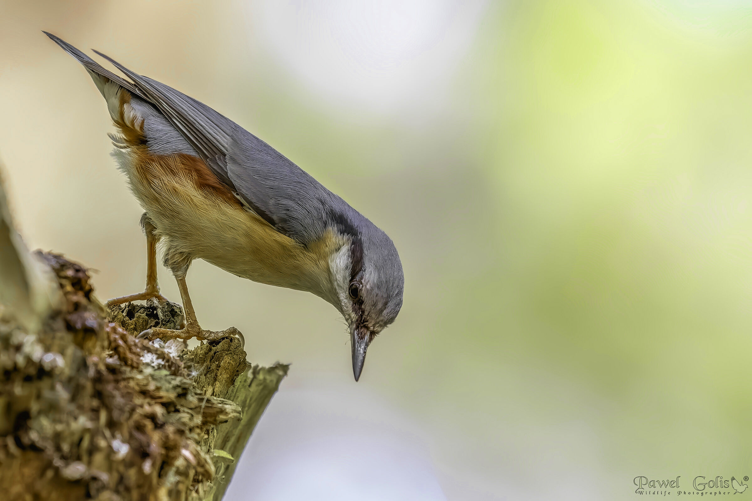 Picchio muratore (Sitta europaea)