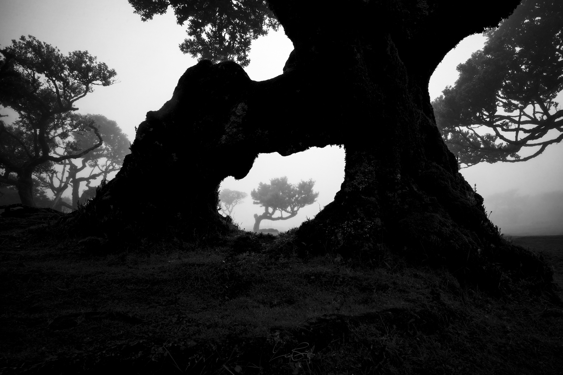Tree of Life