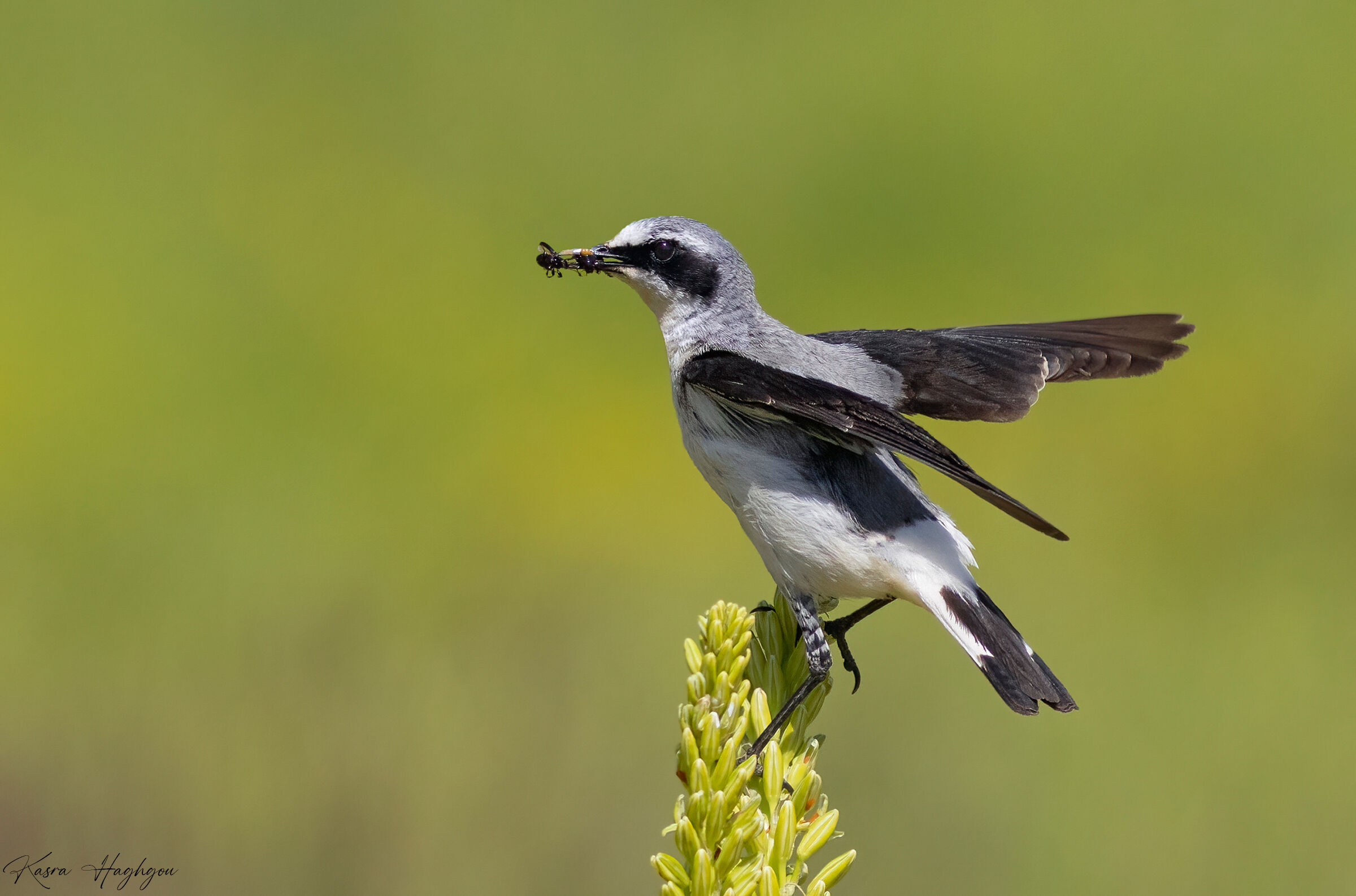 Northern wheatear