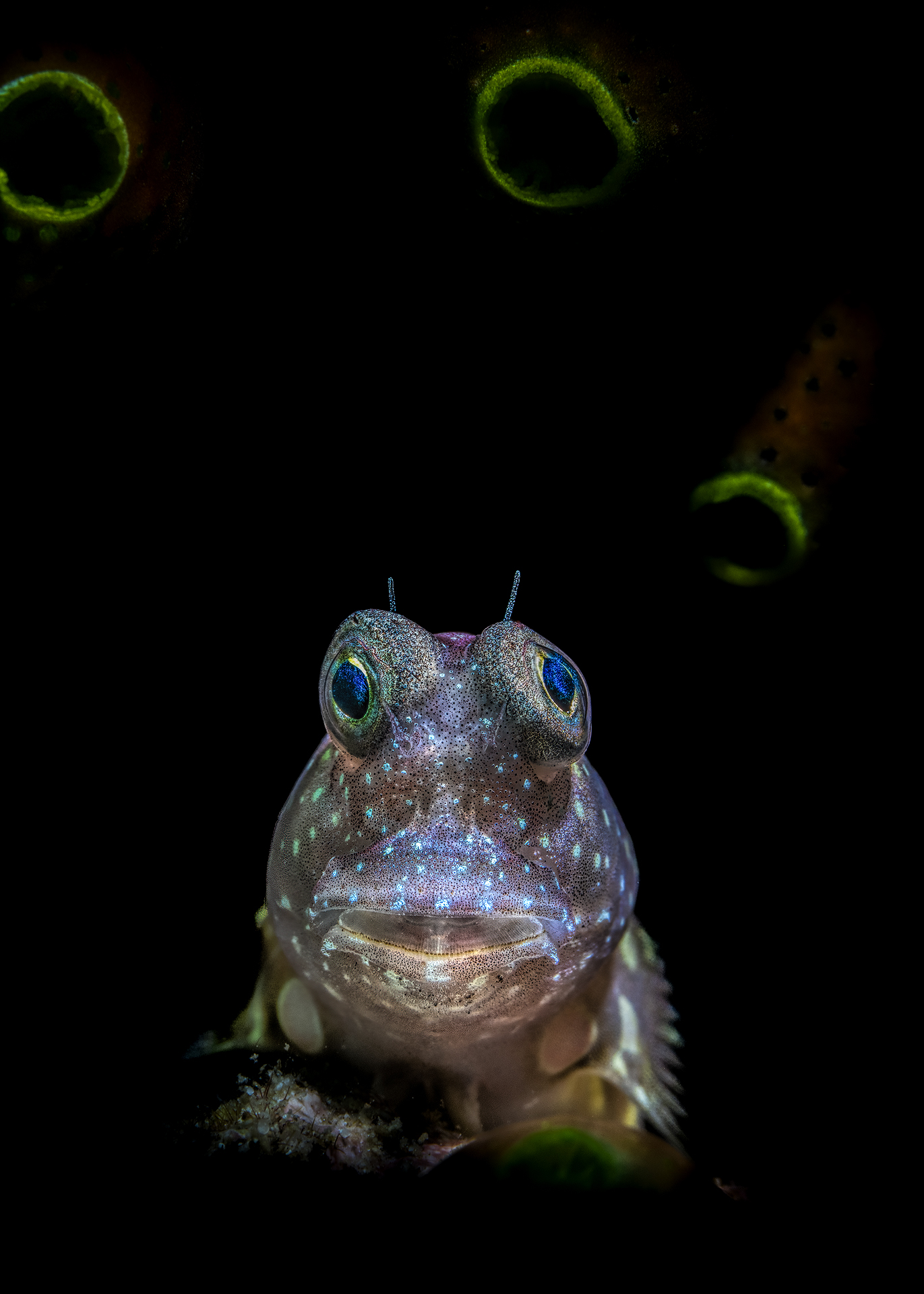 blenny Anilao , Philippines