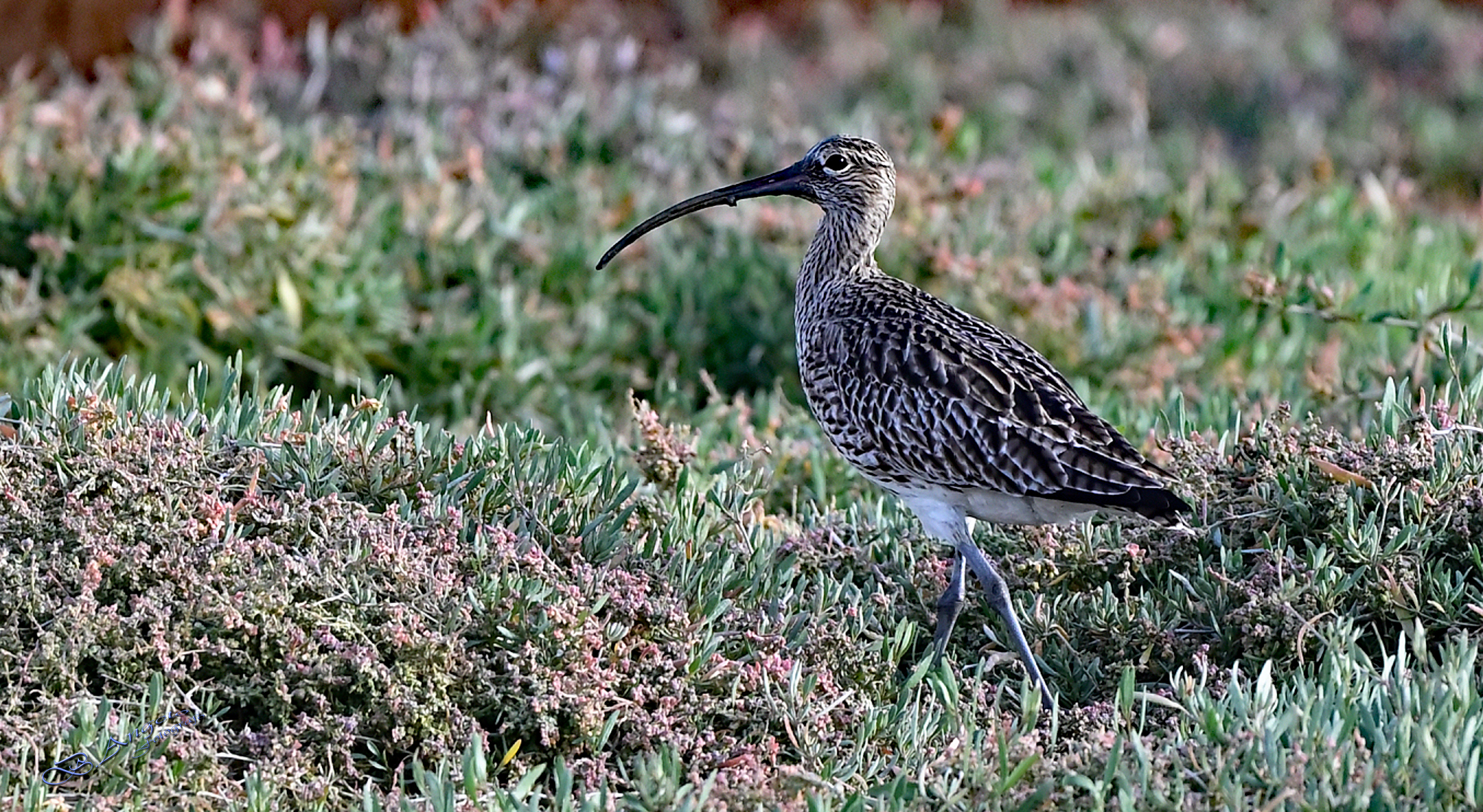 " Curlew "