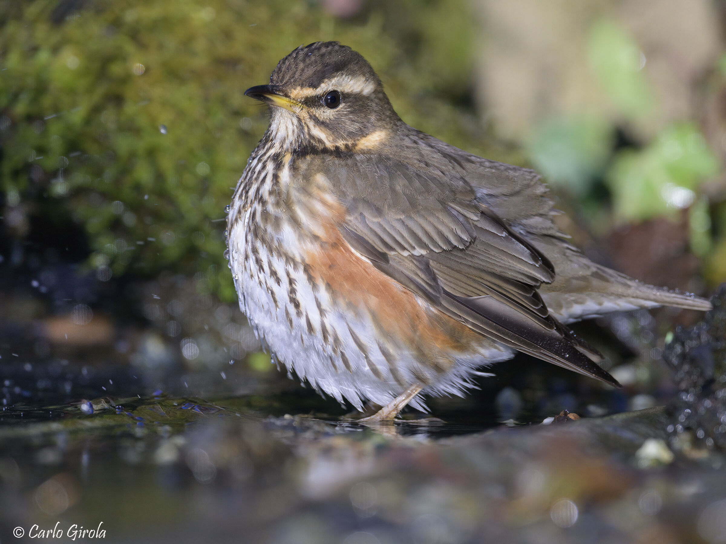 Rock thrush (Turdus iliacus)