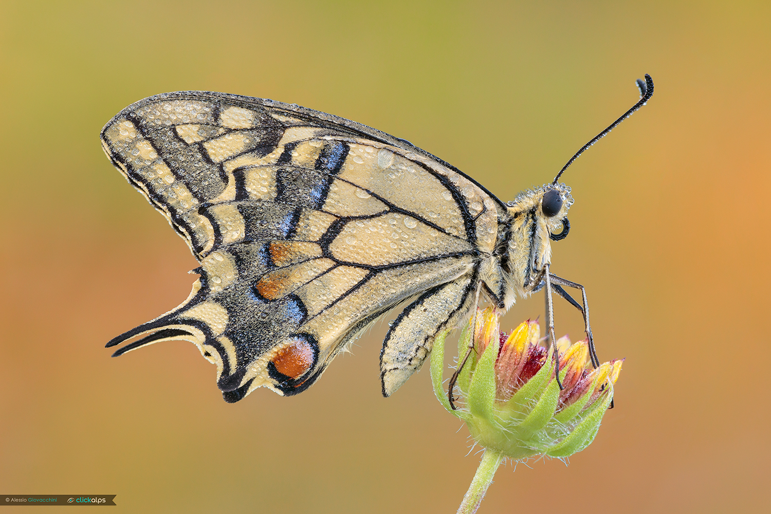 Papilio machaon
