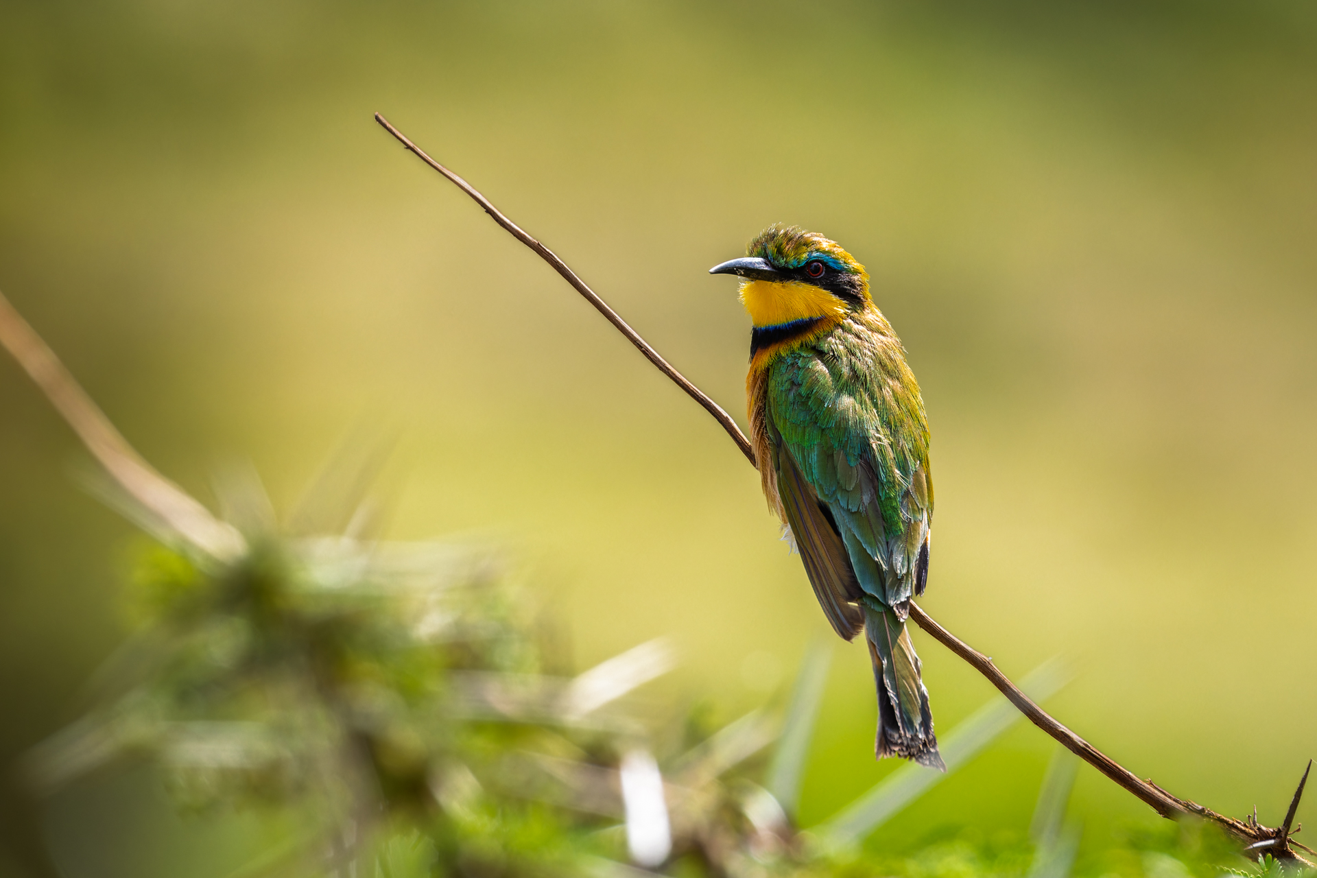 Gruccione (Bee Eater) - Ngorongoro - Tanzania