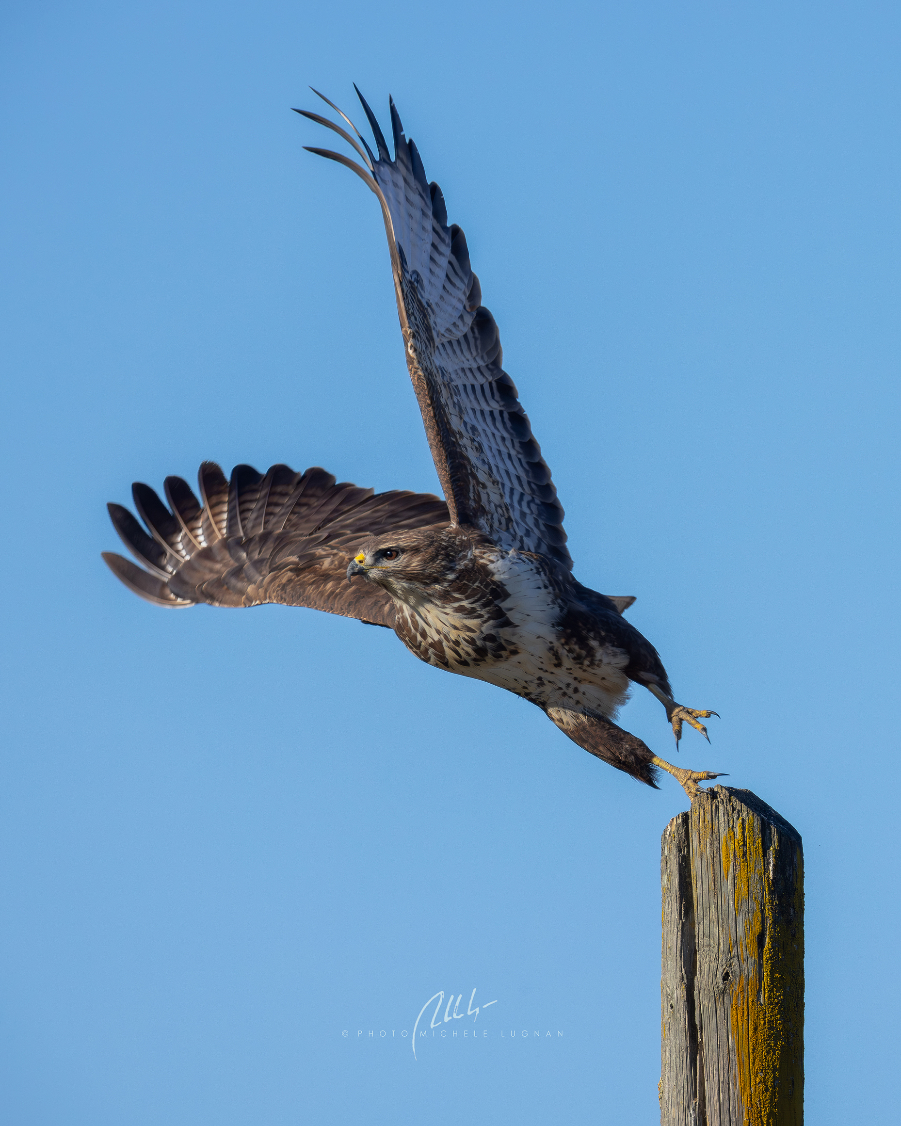 deadlift (Buteo buteo)