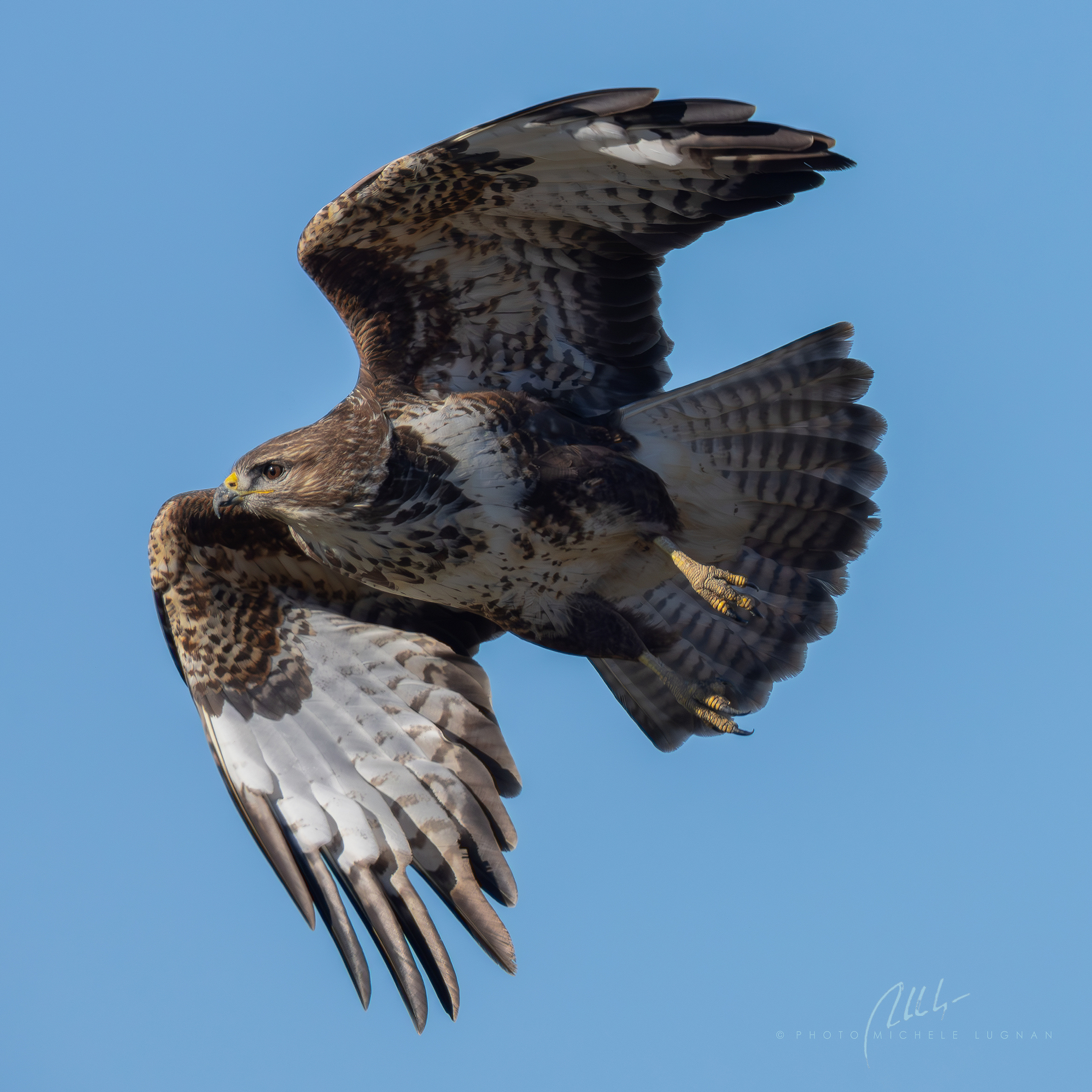 Low-flying flight (Buteo buteo)