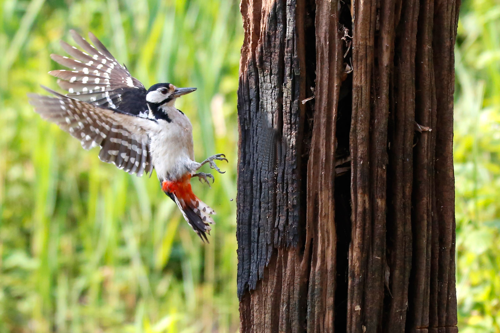 picchio rosso maggiore femmina
