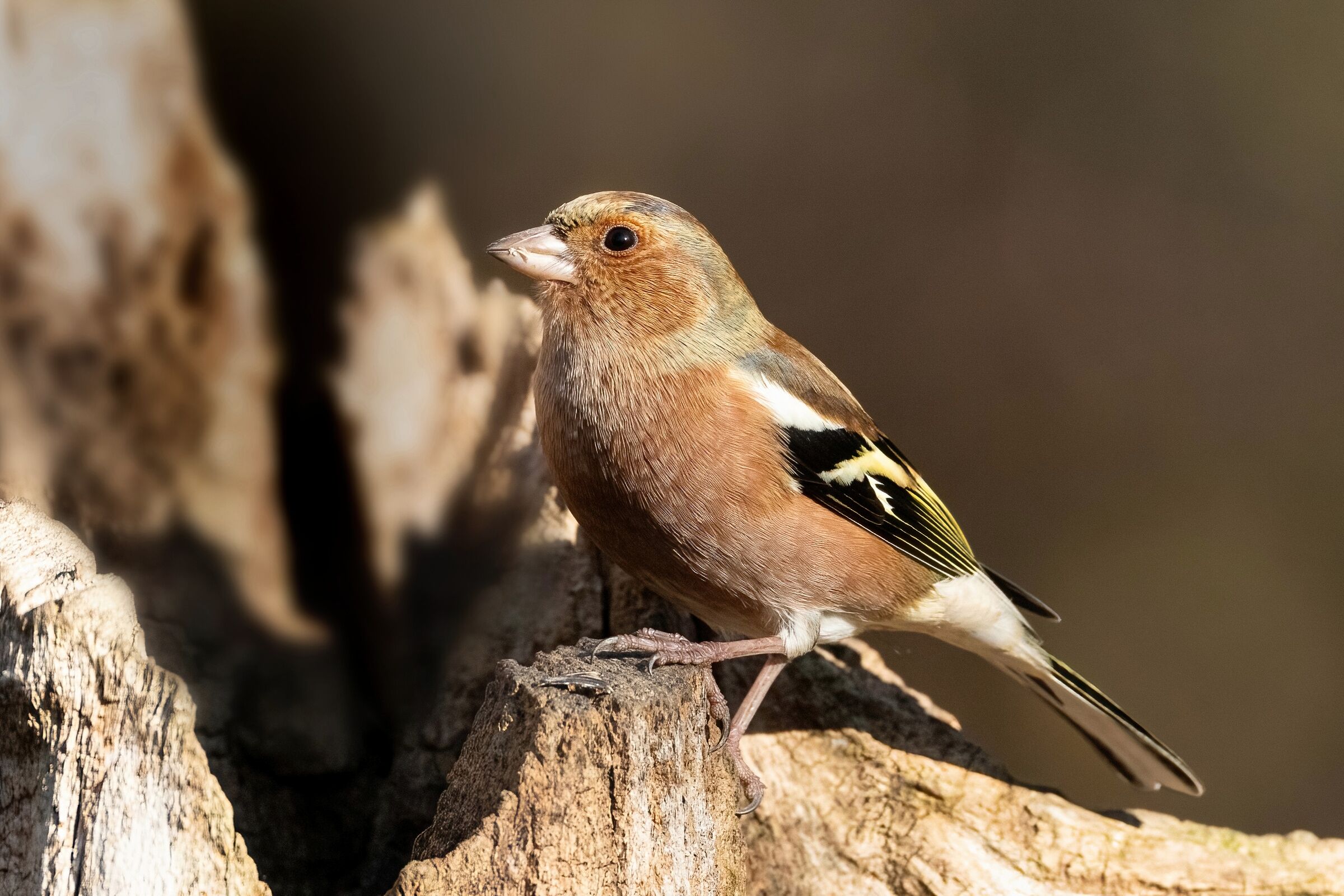 Fringuello - Fringilla coelebs