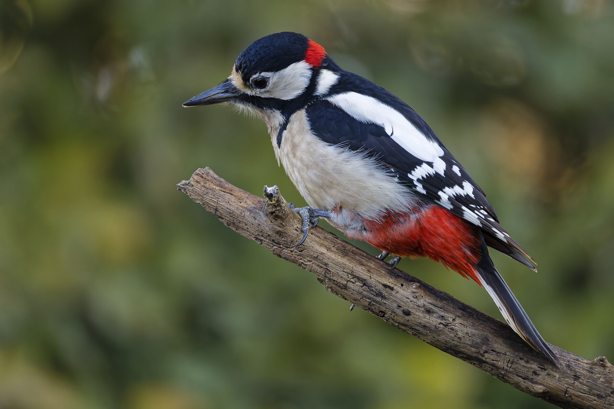 Spotted woodpecker