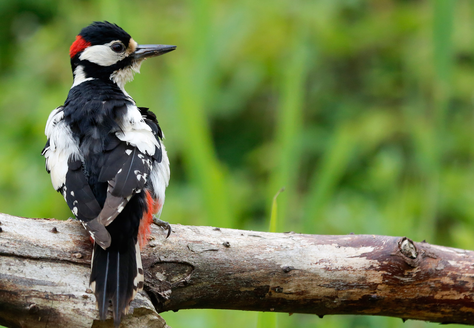 Picchio rosso maggiore maschio