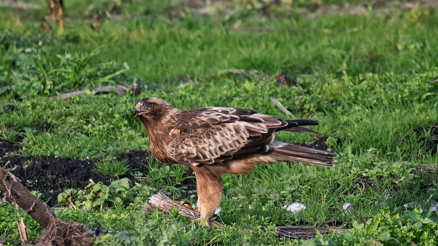 Lesser Eagle