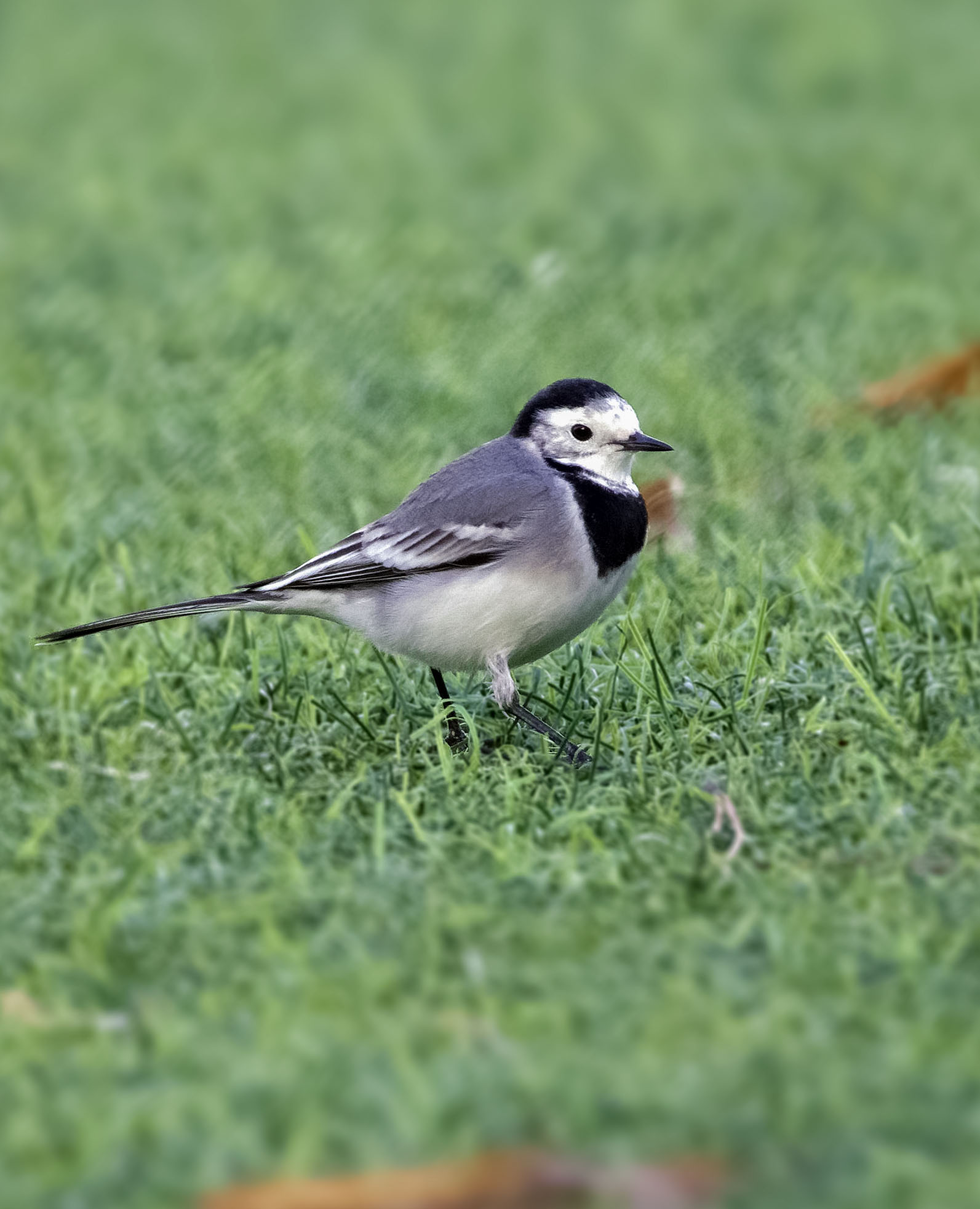 White wagtail