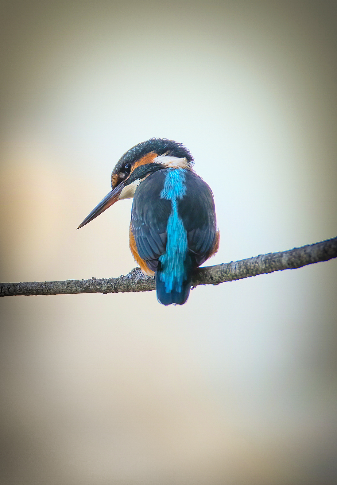 Alcedo atthis