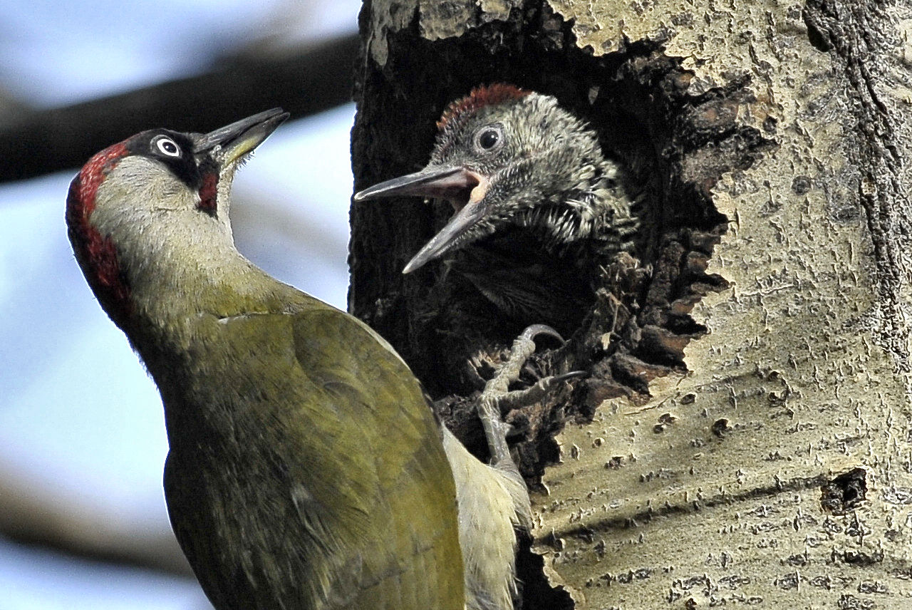 green woodpecker
