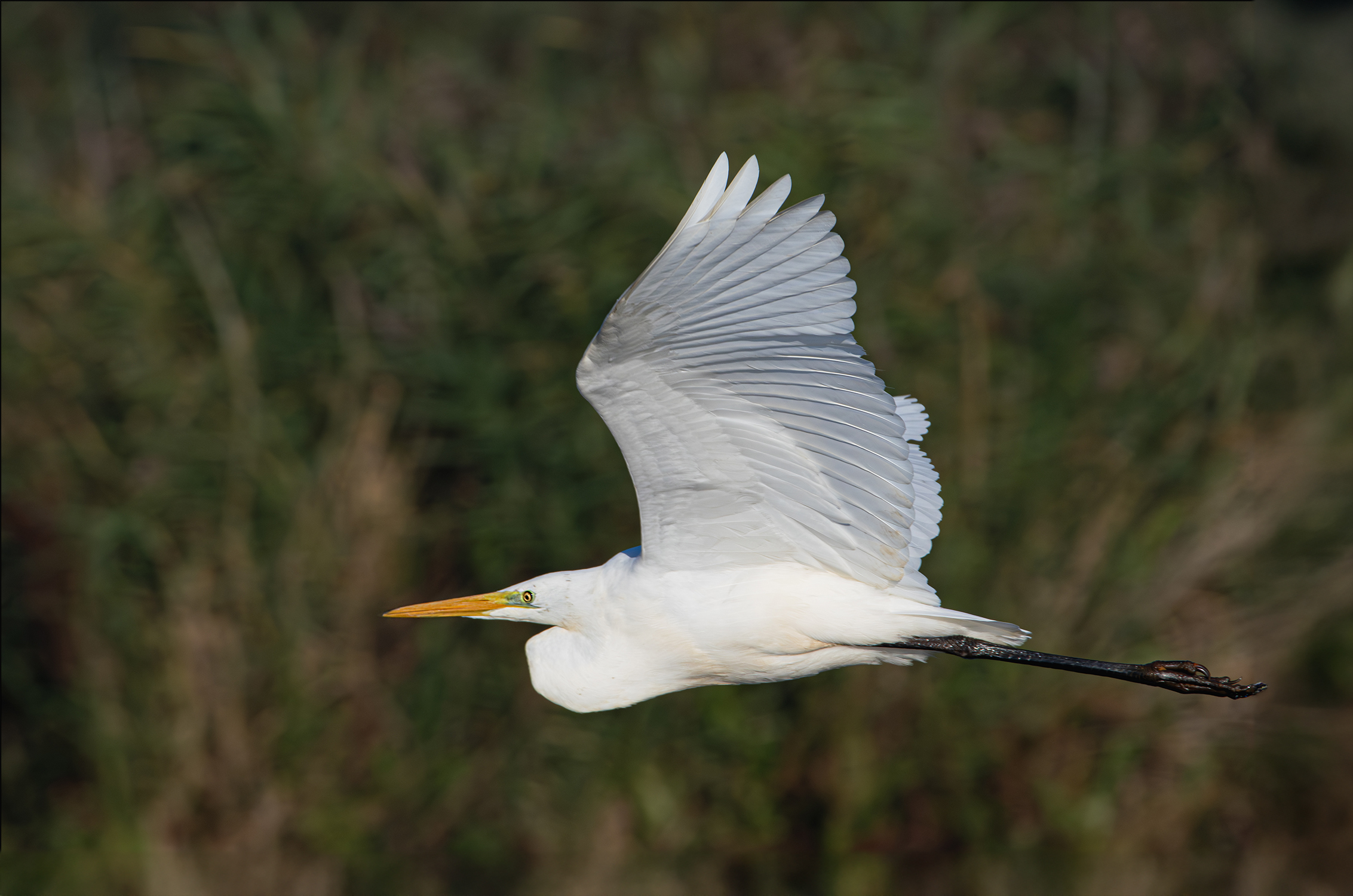 Airone bianco maggiore