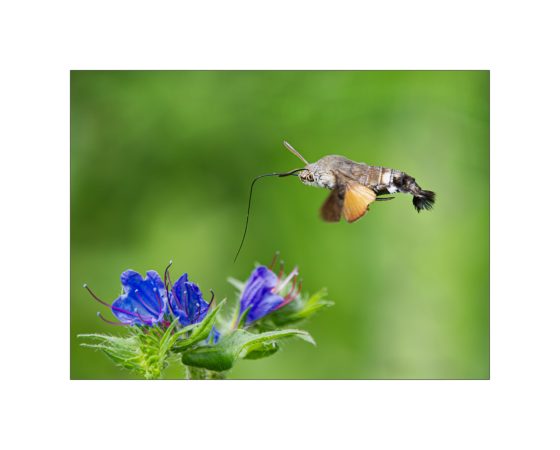 farfalla colibrì