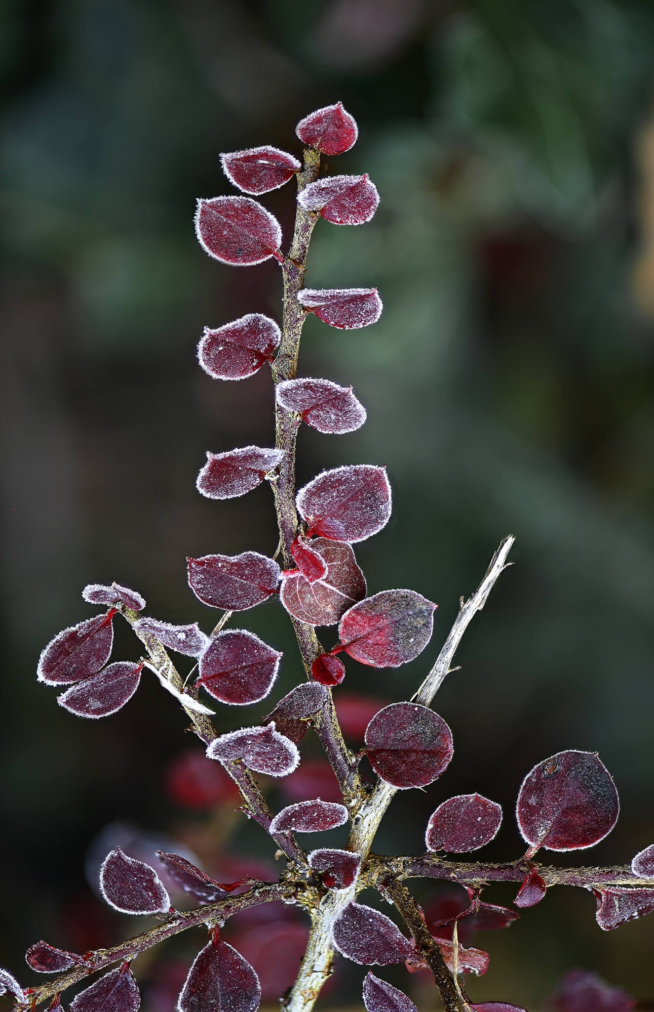 Autumn decorations 2