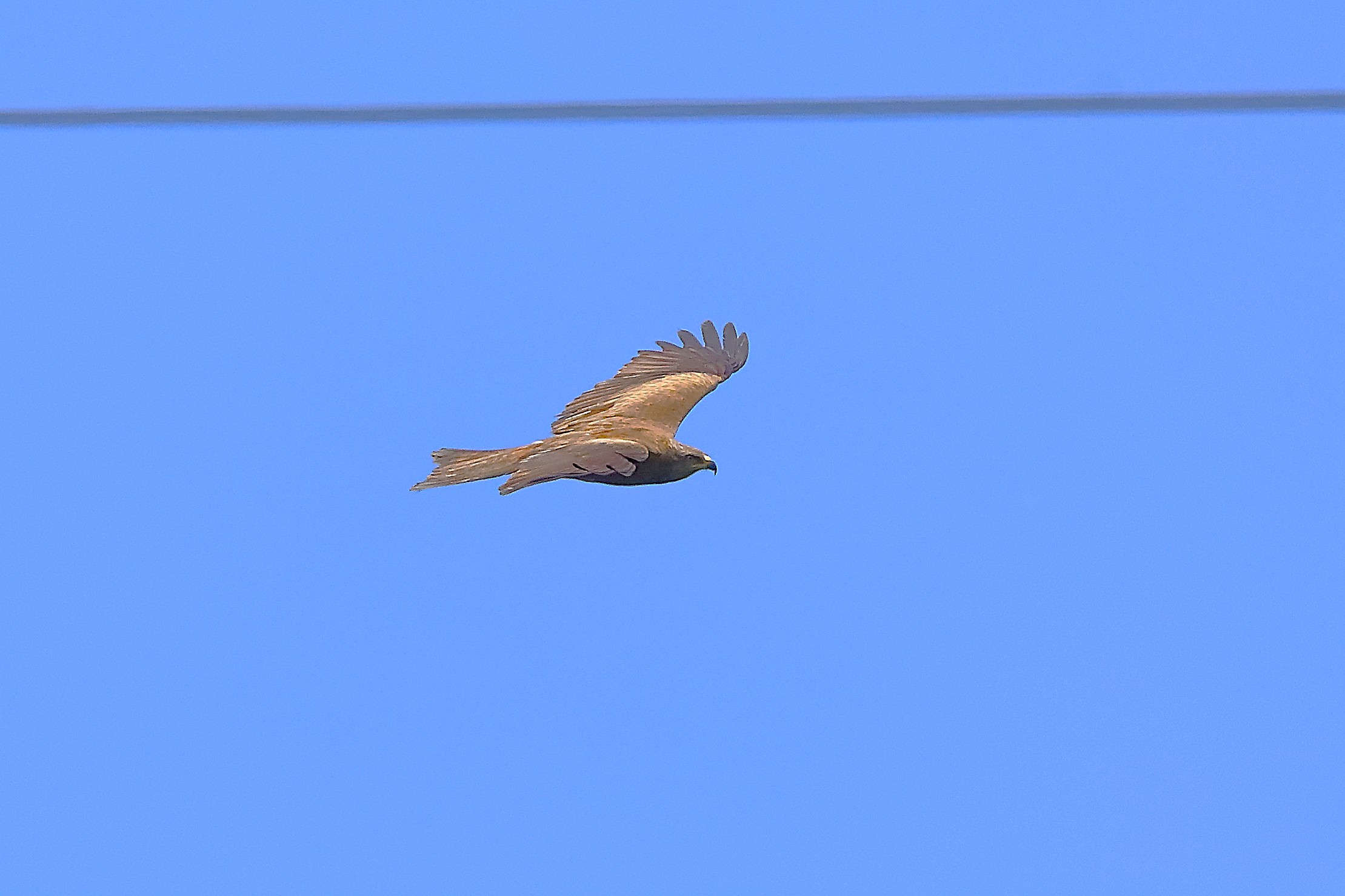 Nibbio bruno 28 maggio 2024 - 0191