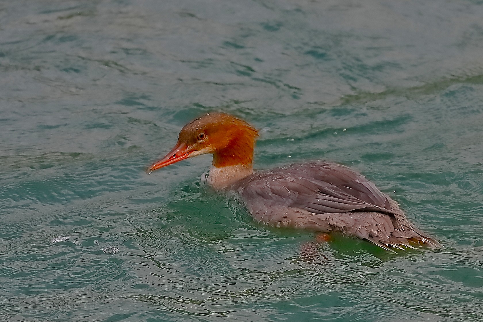 Smergo F 01 ottobre 2024 - 0265