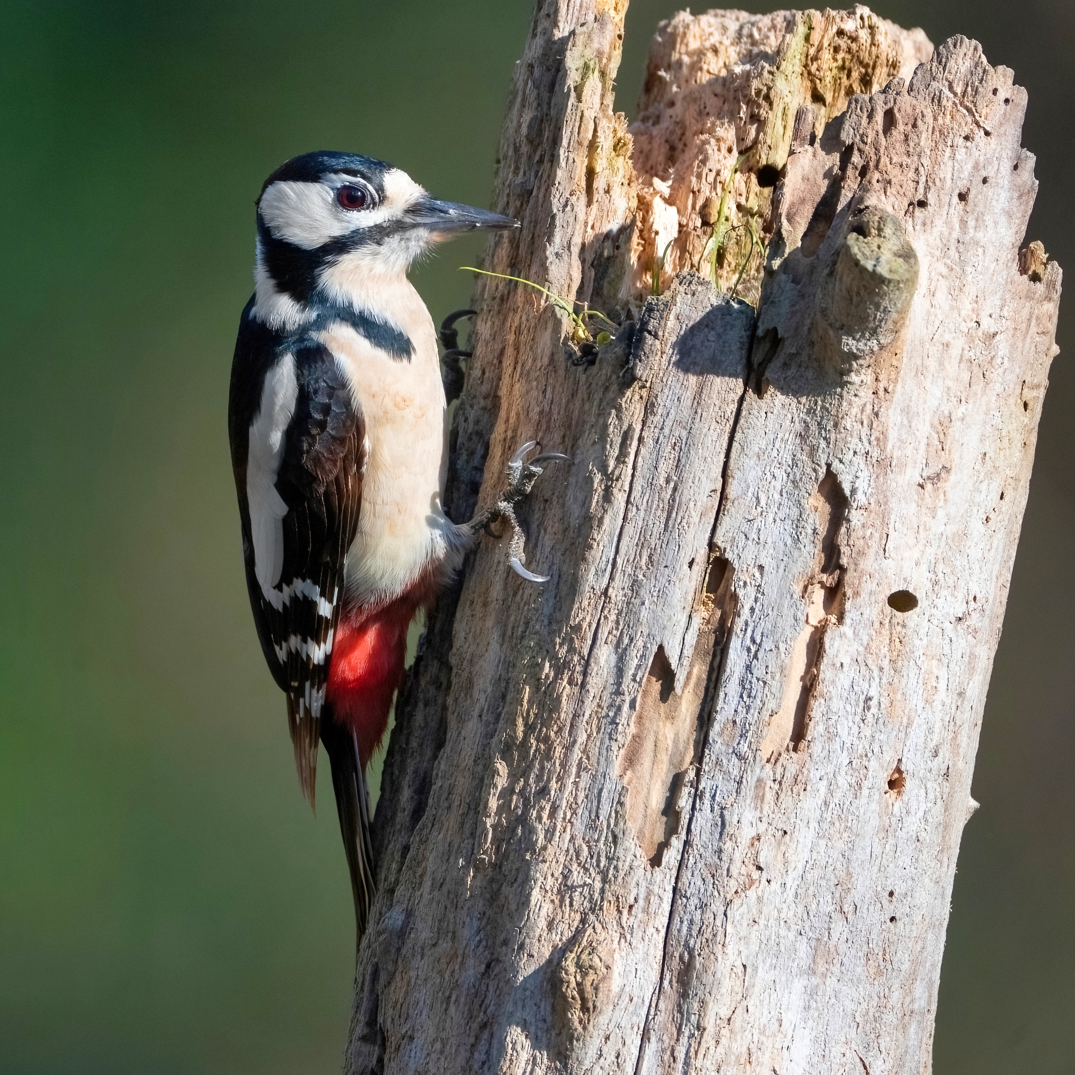 Picchio rosso maggiore