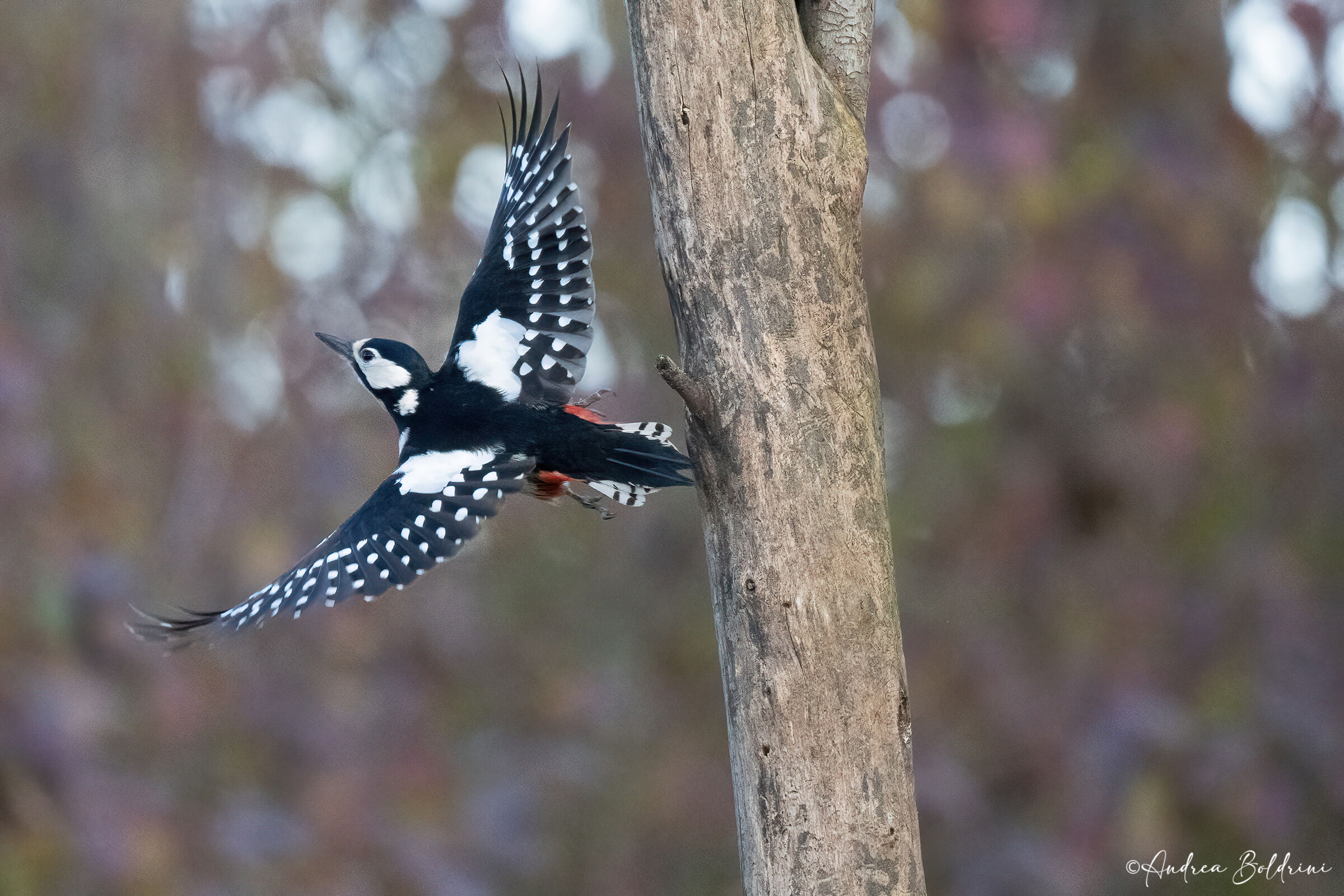 Spotted woodpecker