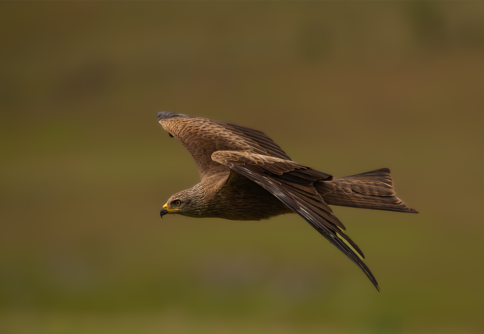 Black kite