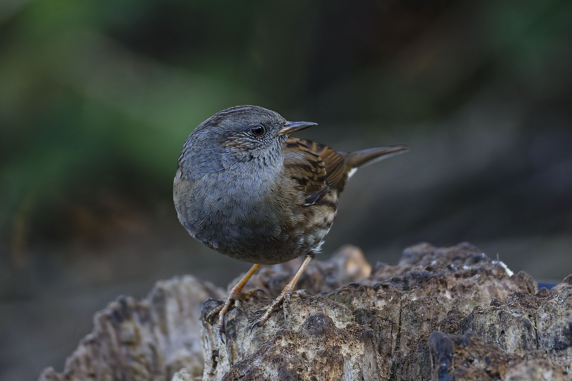 Dunnock