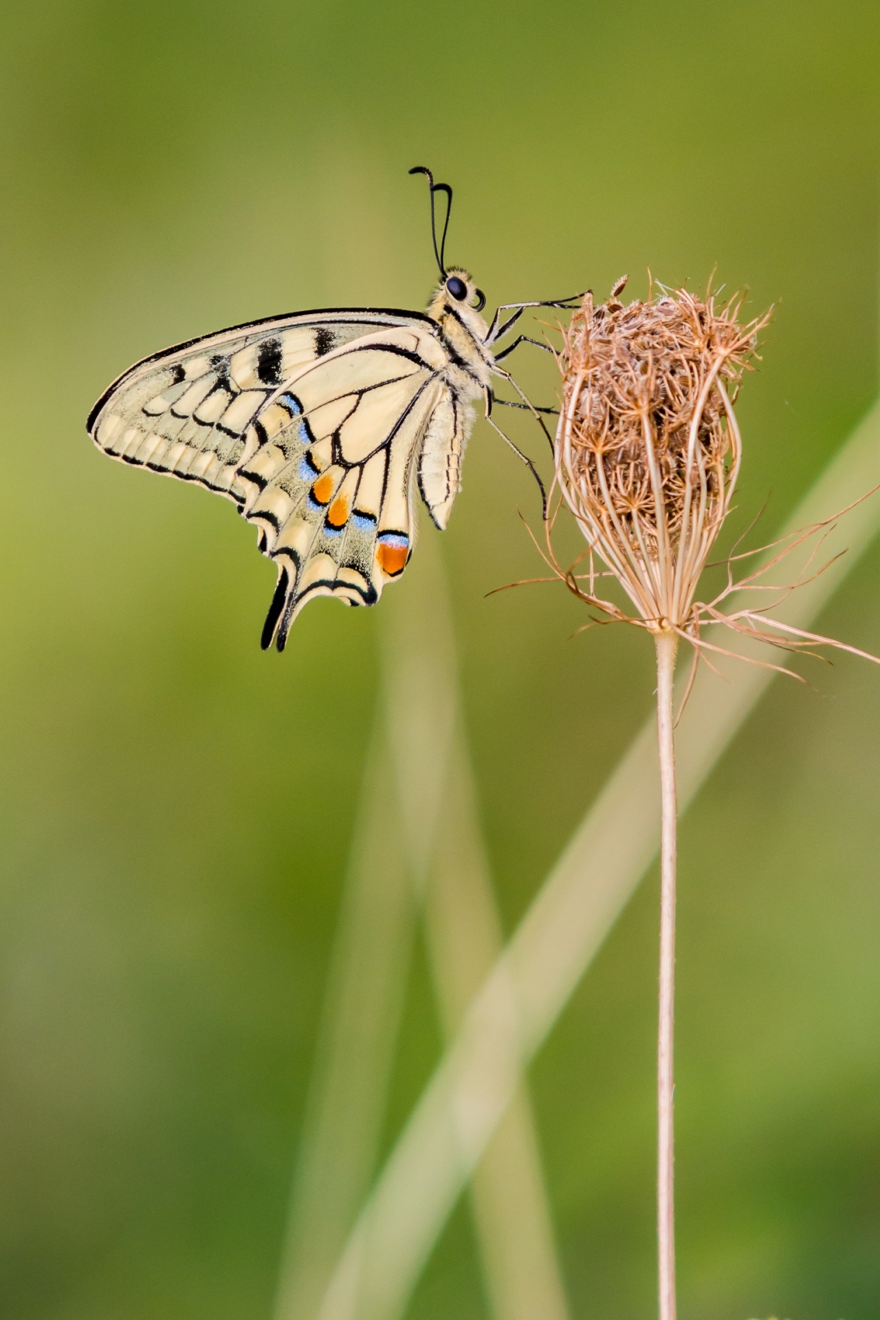 Papilio Machaon