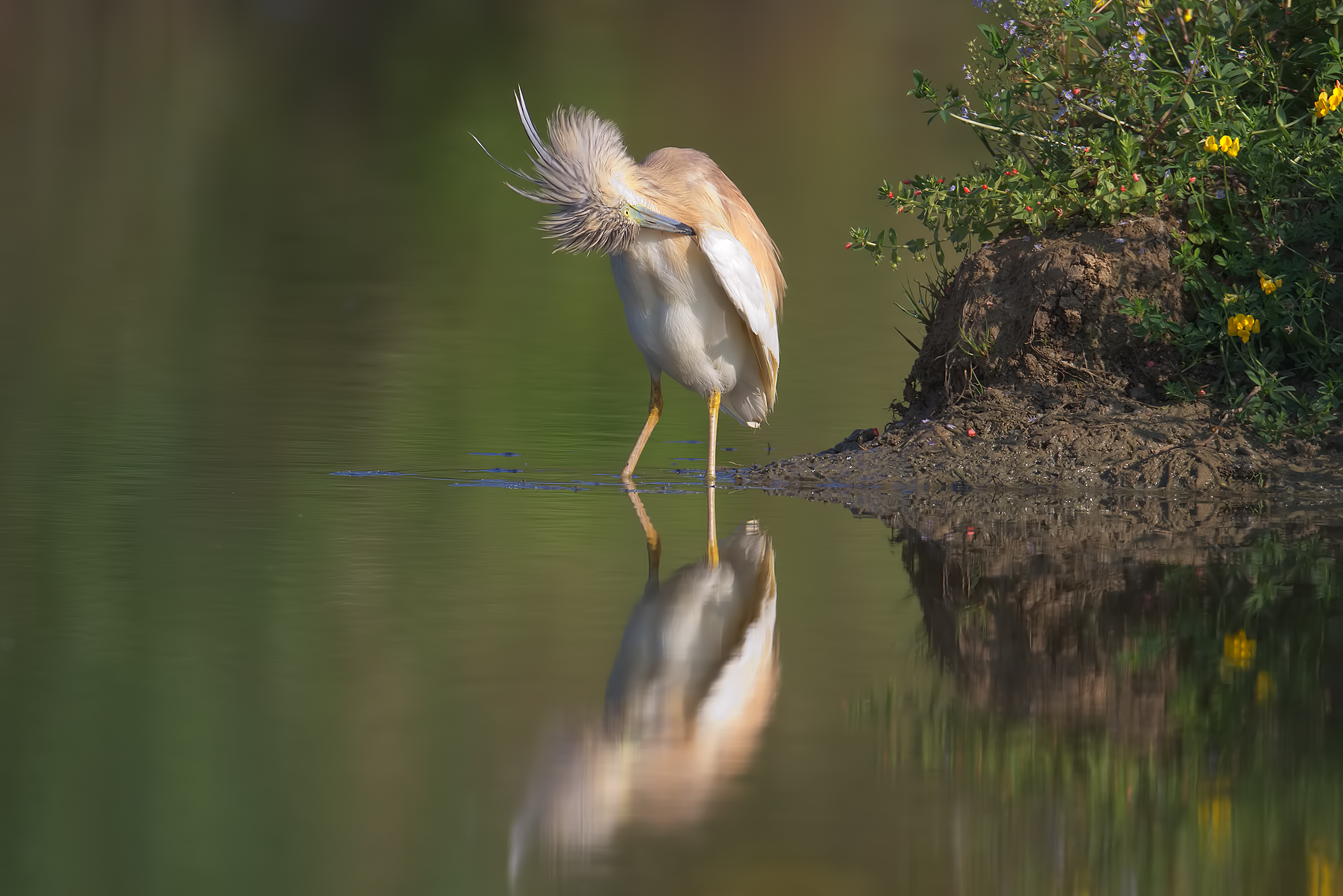 Sgarza dal ciuffo: la pulizia