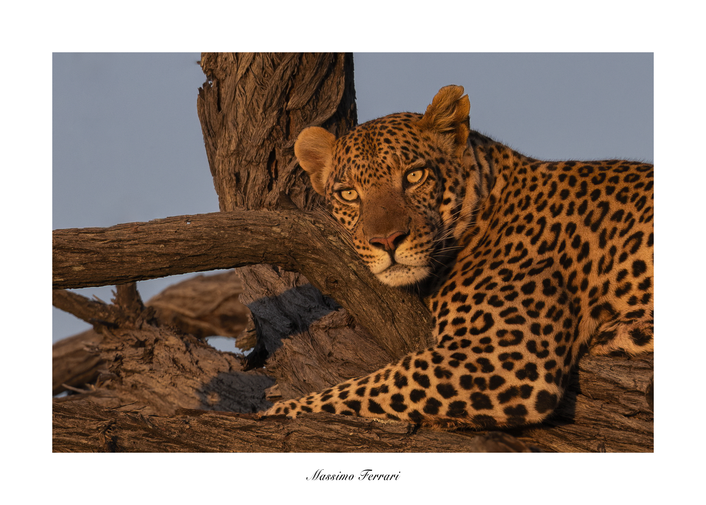 Leopard
