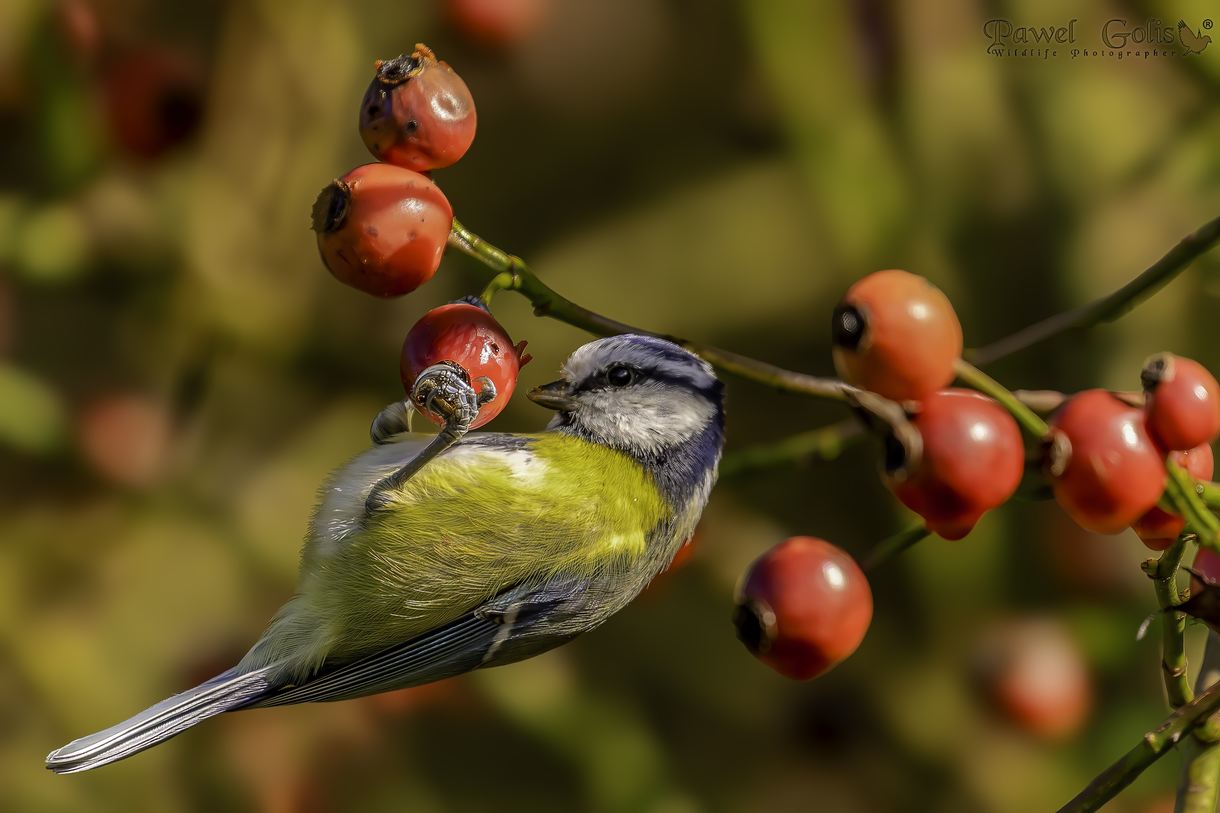 Cincia azzurra (Cyanistes caeruleus)