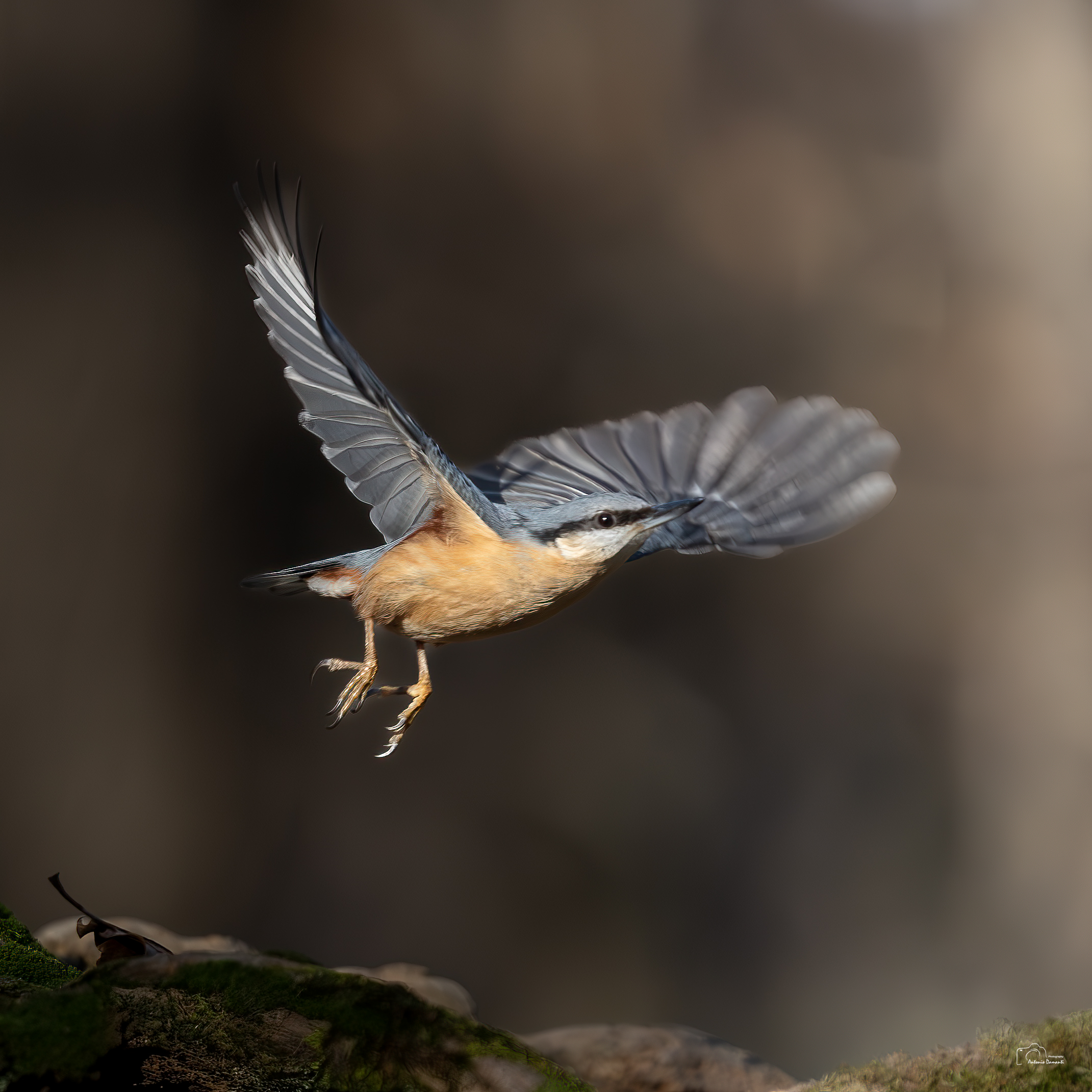 Wood nuthatch