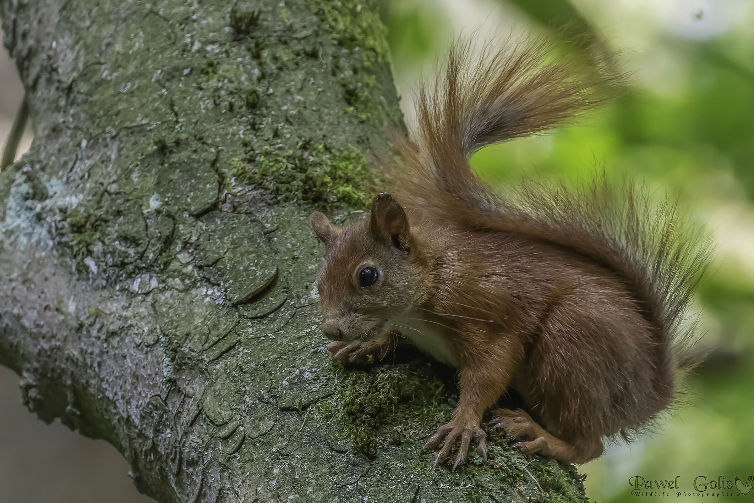 Scoiattolo rosso eurasiatico (Sciurus vulgaris)