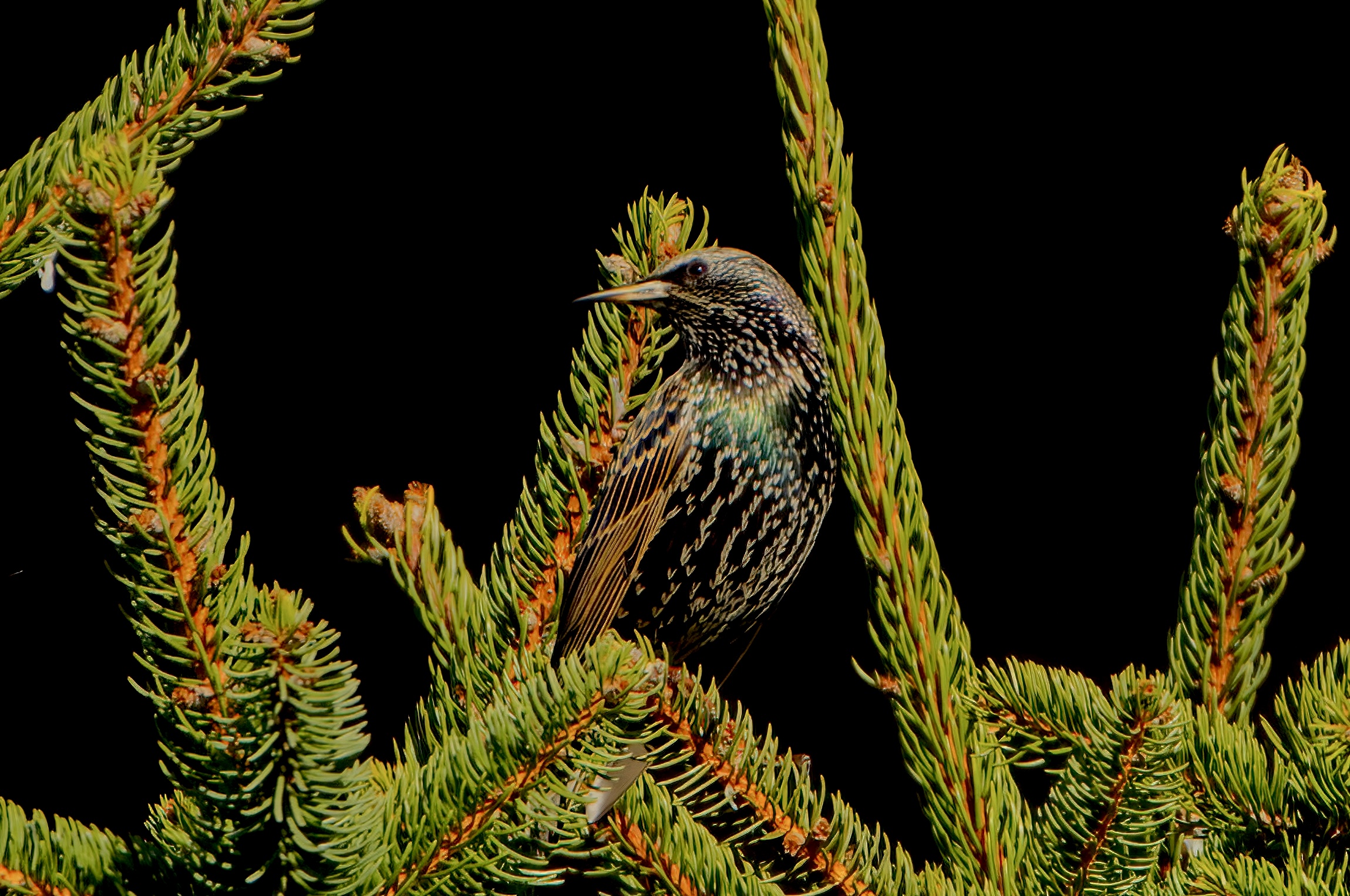 Starlings are also nice