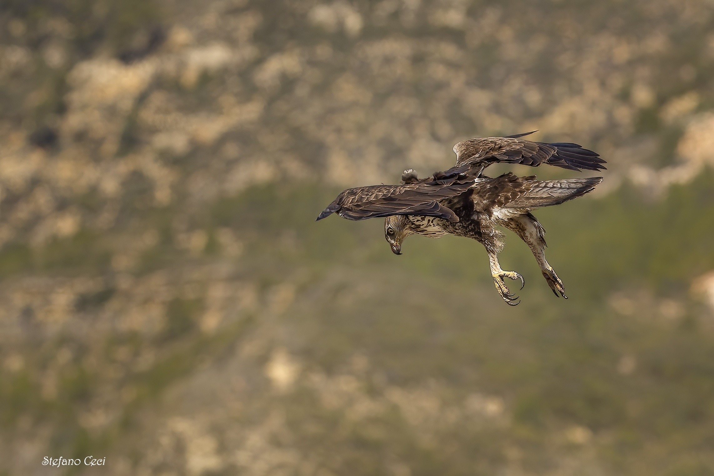 Bonelli's Eagle