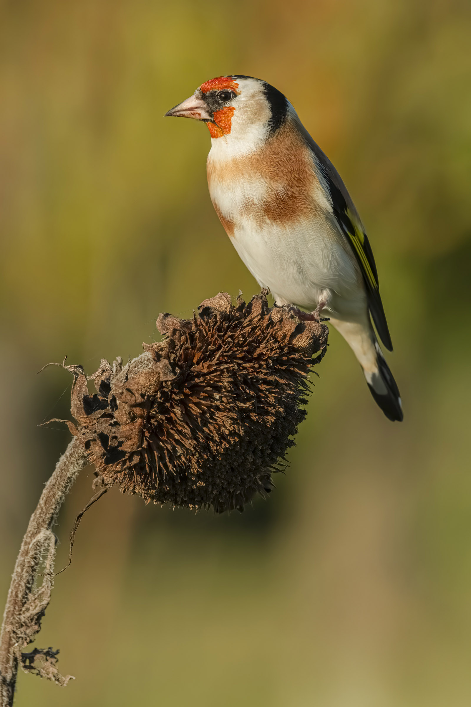 Goldfinch