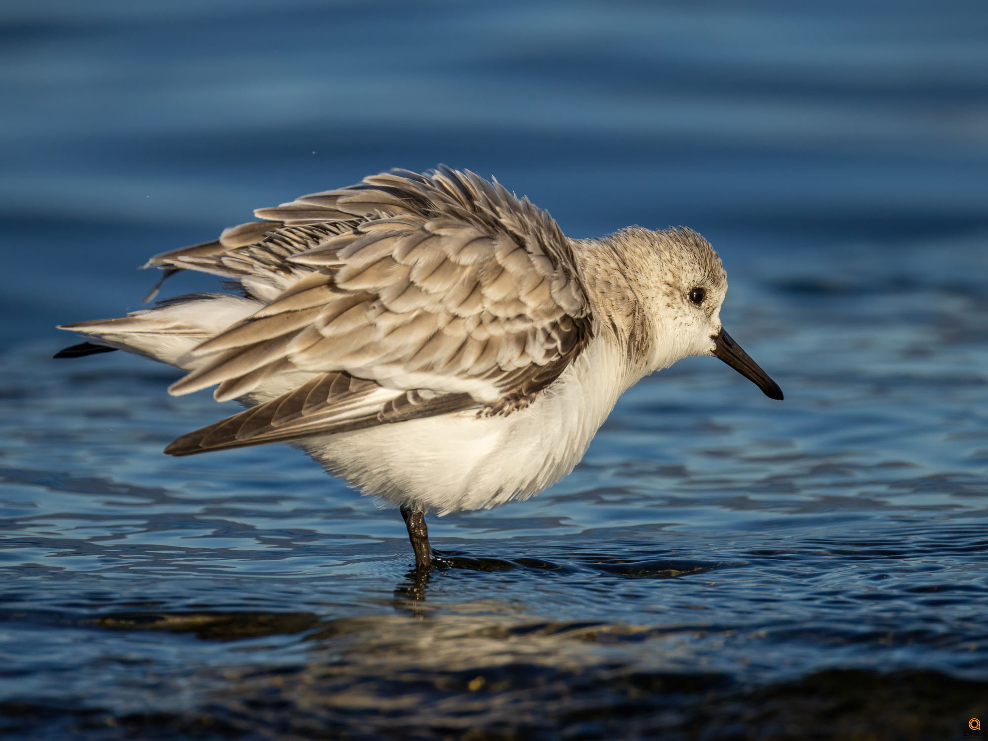 Piovanello Sgarruppato