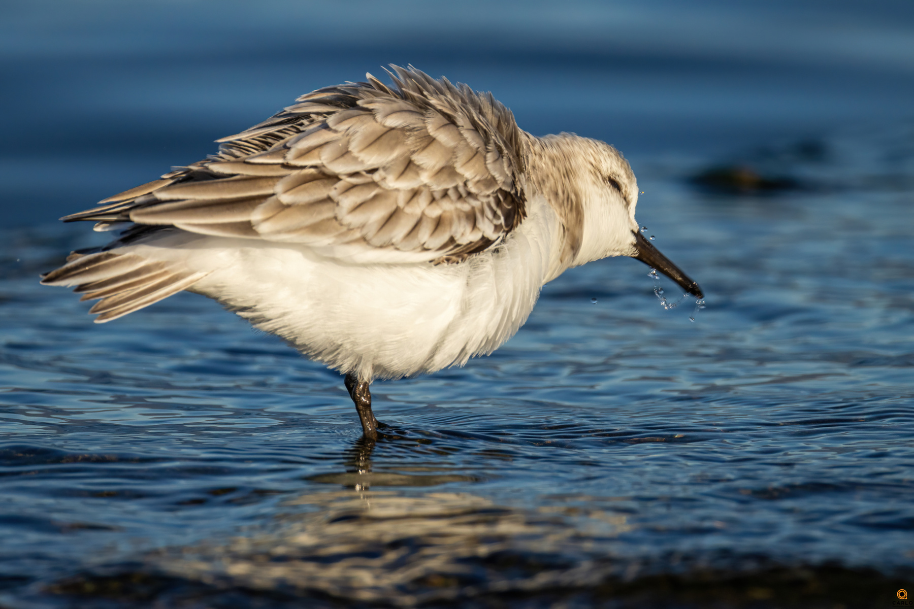 Piovanello Sgarruppato