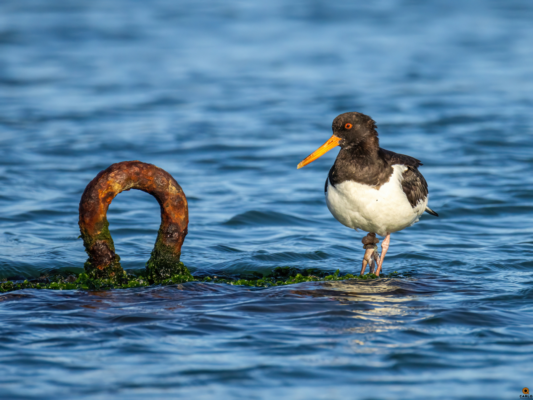 Beccaccia, povera, infortunata