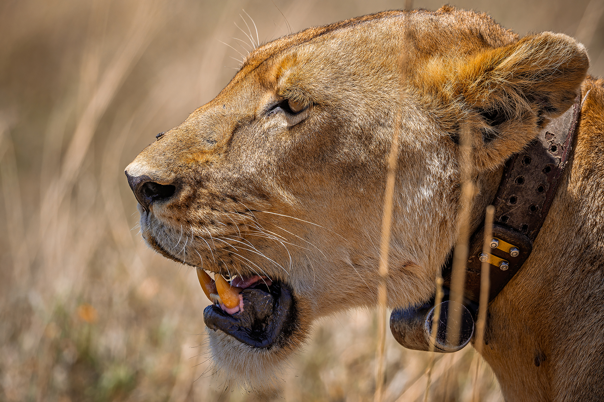 Leonessa con Collare GPS - Serengeti